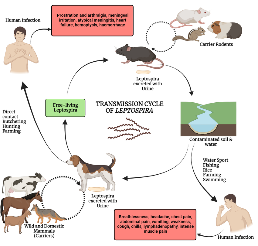 Leptospirosis Awareness